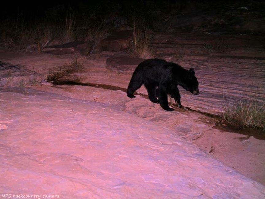 Black Bear in Canyonlands